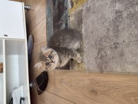 British shorthair yavrular