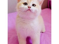 British shorthair çikolata kız