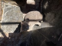 British shorthair 1,5 yaşında
