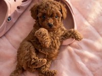Toypoodle Aşılı Mikroçiplı Karneli Minikler