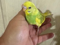 30 GÜNLÜK KONUŞTURMALIK BEBEK MUHABBET KUŞU
