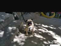 Pug Mops Paşa