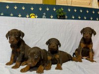 Doberman köpeklerimiz