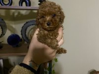 Çin Poodle 650 gr Red Brown