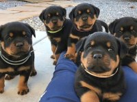 Macar Show Kalite Rottweiler Yavrular