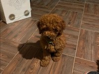 Efsane Red Toy Poodle