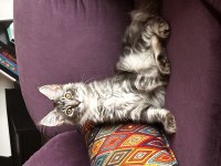 Muhteşem bir çocuk maine coon
