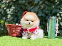 Safkan Pomeranian Boo Yavrularımız