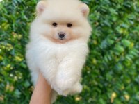 TÜY YUMAĞI POMERANİAN BEBEĞİMİZ KUKİ