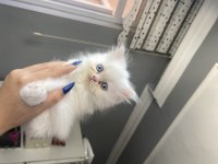 5 Minik British Longhair Kedilerim