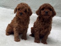DENİZLİNİN EN GÖZDE TOY POODLE BEBEKLERİ