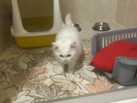 British longhair kedisi