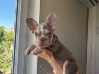 EGZOTİK YAVRU KÖPEKLER