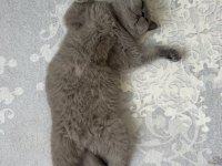 Uysal ve sevimli british shorthair kedimiz cindy