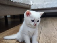 KALİTELİ BRİTİSH SHORTHAİR