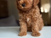 2 aylık Maltipoo yavrular