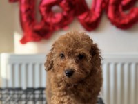 Poodle yavrularımıza yuva arıyoruz
