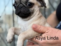 Dişi Pug Mops Yavrumuz