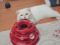Scottish fold blue kedimiz