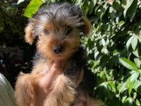 Terrier Yavrularımız