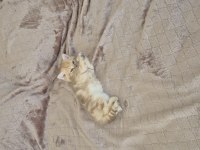 Oyun canlısı kucak delisi british longhair