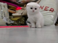 45 günlük scottish fold yavrumuz