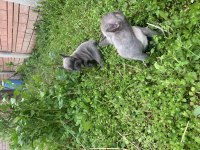 Diş ve Erkek French Bulldog