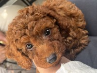 Safkan kore 3 aylık koyu renk poodle