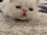 2 adet exotic shorthair yavrumuz yuva arıyor