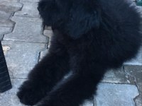 Standart 4 aylık dişi poodle