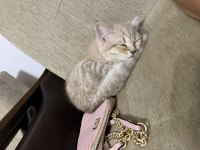 2.5 aylık British shorthair kedimiz