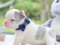 Safkan French Bulldog Merle