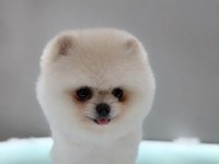 POMERANIAN BOO BEBEĞİM