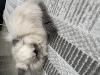 SEVİMLİ DİŞİ İRAN KEDİSİ YAVRUMUZ YENİ YUVASINI ARIYOR