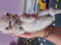 British shorthair