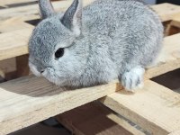 Hollanda mini lop cüce tavşan
