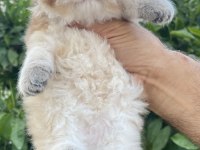 British longhair prenses henüz 40 günlük tosuncuk