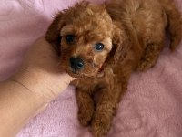 Toy POODLE Bebekler