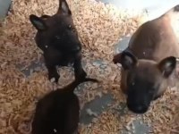 Belçika kurdu yavrular ırk sağlık garantili