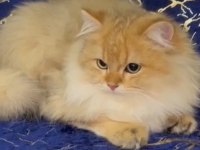 Sahibinden British Longhair