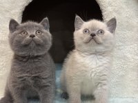 British shorthair bebekler