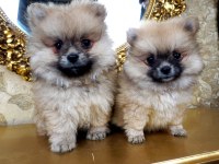 Orjinal Sağlıklı Pomeranian