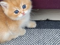 Muhteşem Golden British shorthair yavrular