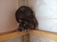 İki kız kardeş tortie anne baba orjinal