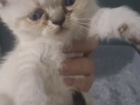 British ve scottish fold kardeşler teslime hazır