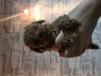 Teacup toy poodle yavrularımız
