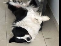 Border Collie köpekler 2 dişi 1 erkek kapıda ödeme