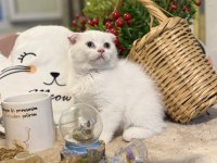 Odd eyes kar beyazı scottish fold kedimiz