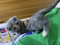 Scottish Fold Yavrular