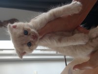 Scottish fold yavru